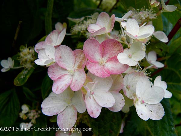 Hydrangea paniculata &lsquo;Unique&rsquo;