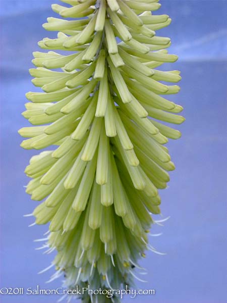 Kniphofia ‘Percy�s Pride’