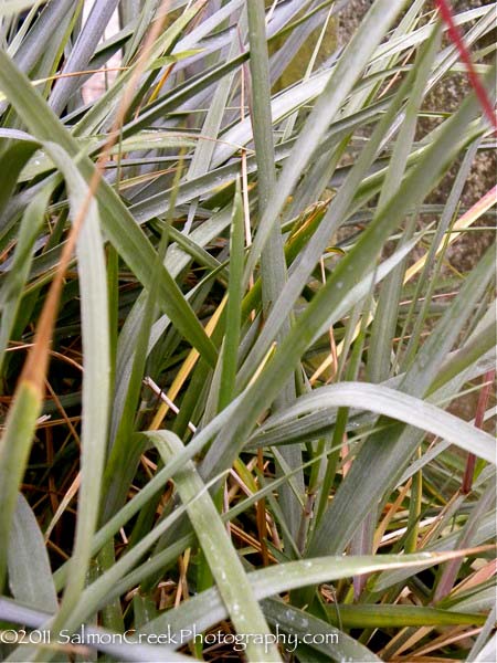 Leymus condensatus &lsquo;Canyon Prince&rsquo;