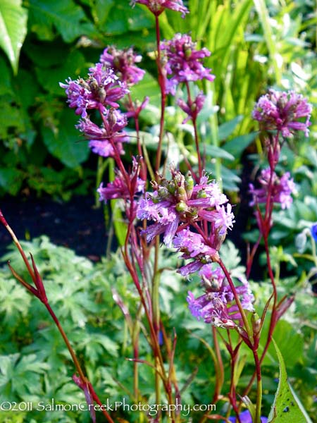 <em>Lychnis viscaria</em> ‘Feuer’