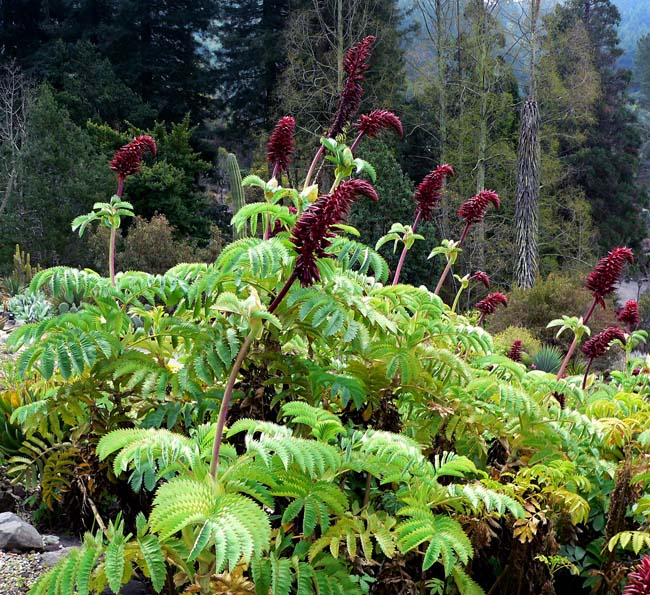 Melianthus major
