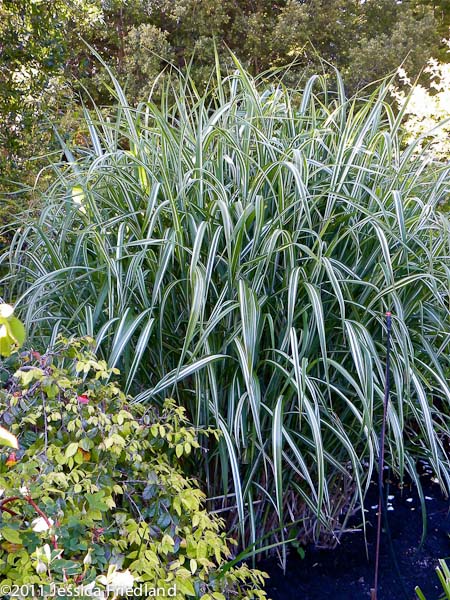 Miscanthus sinensis var. condensatus &lsquo;Cosmopolitan&rsquo;