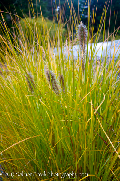 Pennisetum massaicum &lsquo;Red Buttons&rsquo;