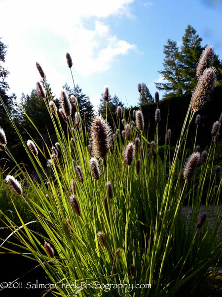 Pennisetum massaicum &lsquo;Red Buttons&rsquo;
