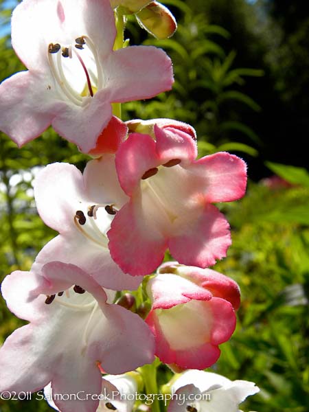 Penstemon &lsquo;Thorn&rsquo;