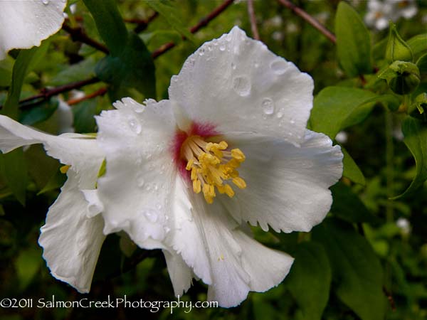 Philadelphus lemoinei &lsquo;Belle Etoile&rsquo;