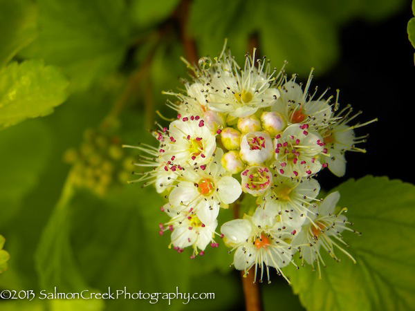 Physocarpus opulifolius &lsquo;Dart’s Gold&rsquo;