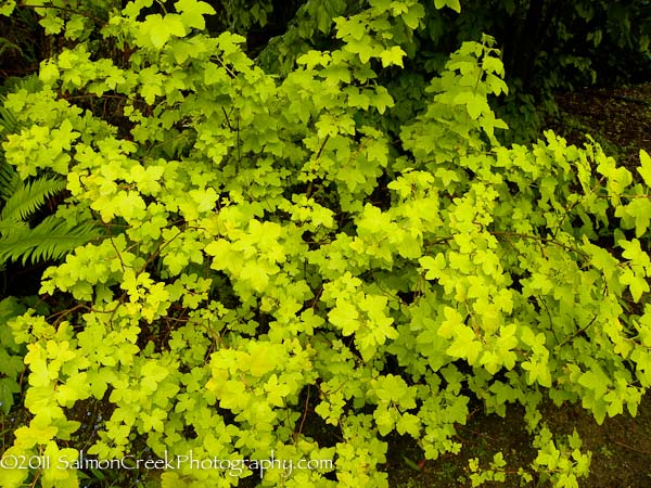 Physocarpus opulifolius &lsquo;Dart’s Gold&rsquo;