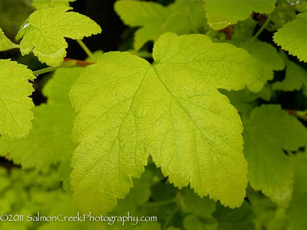 Physocarpus opulifolius &lsquo;Dart’s Gold&rsquo;