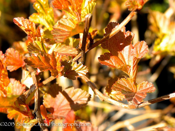Physocarpus opulifolius &lsquo;Mindia&rsquo;