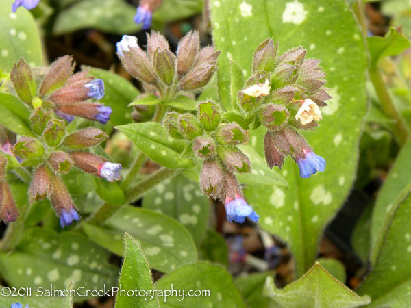 Pulmonaria saccharata &lsquo;Highdown&rsquo;
