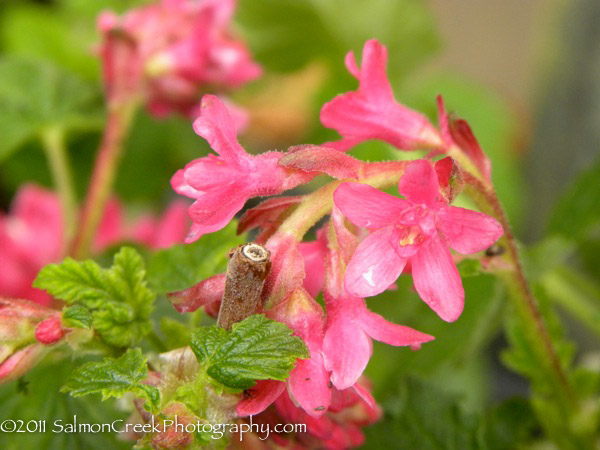 Ribes sanguineum &lsquo;King Edward VII&rsquo;
