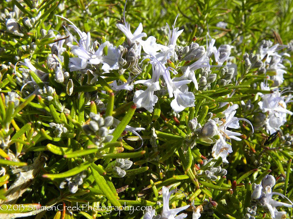 Rosmarinus officinalis ‘Taylor’s Blue’