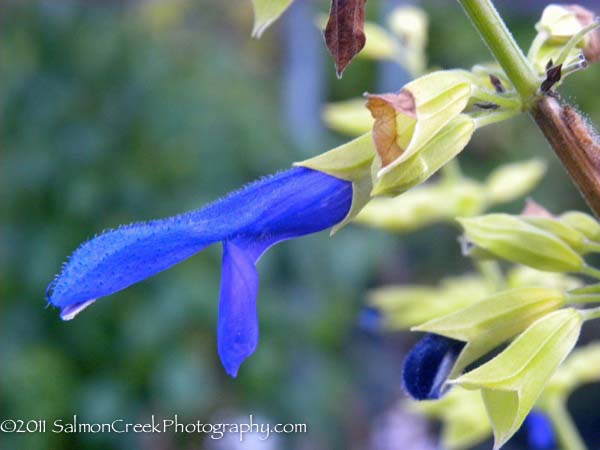 Salvia mexicana &lsquo;Limelight&rsquo;