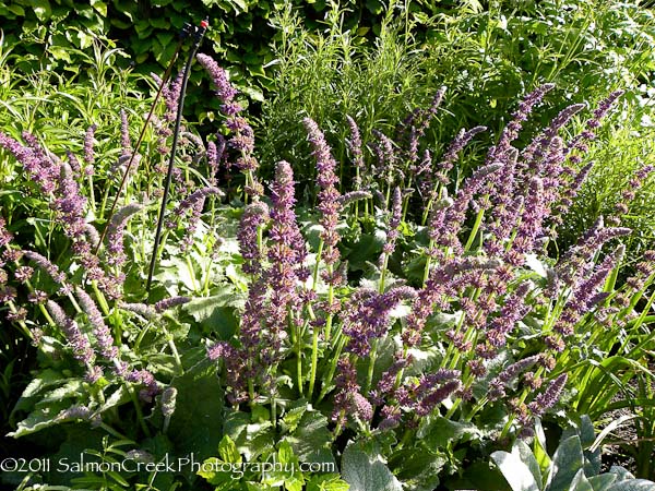<i>Salvia verticillata</i> &lsquo;Purple Rain&rsquo;