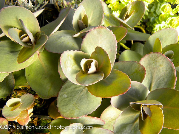 Sedum telephium &lsquo;Karfunkelstein&rsquo;