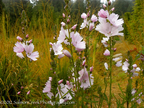 <i>Sidalcea</i> &lsquo;Elsie Heugh&rsquo;