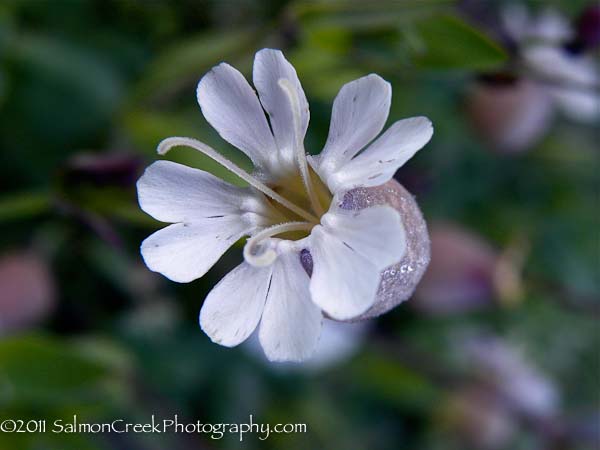 Silene uniflora &lsquo;Compacta&rsquo;