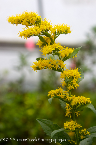 Solidago rugosa &lsquo;Fireworks&rsquo;