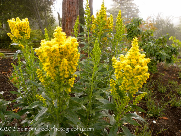 <i>Solidago rugosa</i> &lsquo;Fireworks&rsquo;