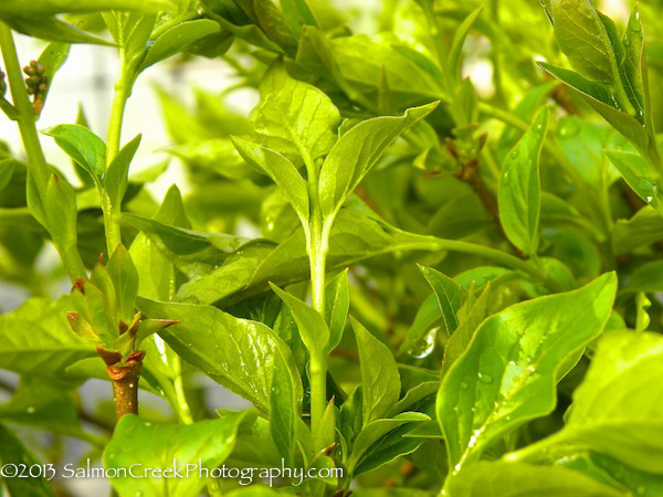 Syringa &lsquo;Miss Kim&rsquo;