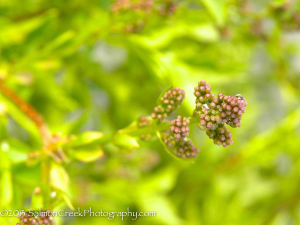 Syringa &lsquo;Miss Kim&rsquo;