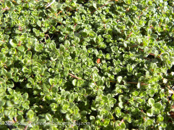 Thymus &lsquo;Pink Chintz&rsquo;