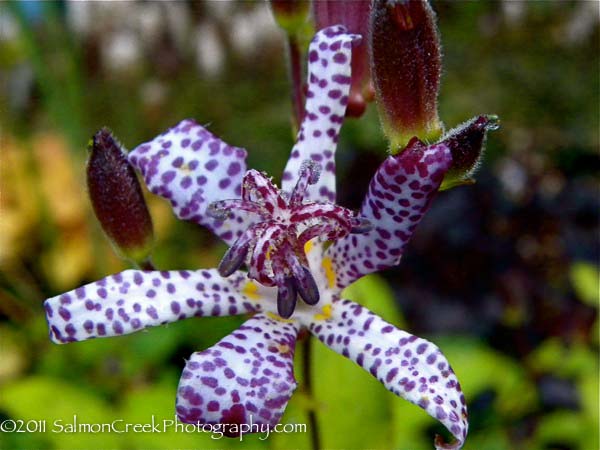 <i>Tricyrtis</i> &lsquo;Empress&rsquo;