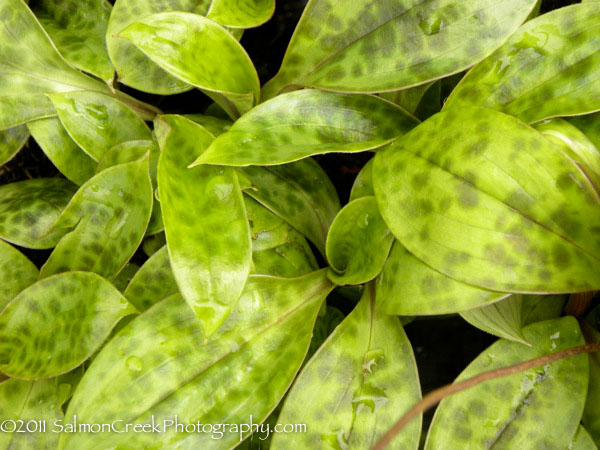 Tricyrtis &lsquo;Hatatogisa&rsquo;