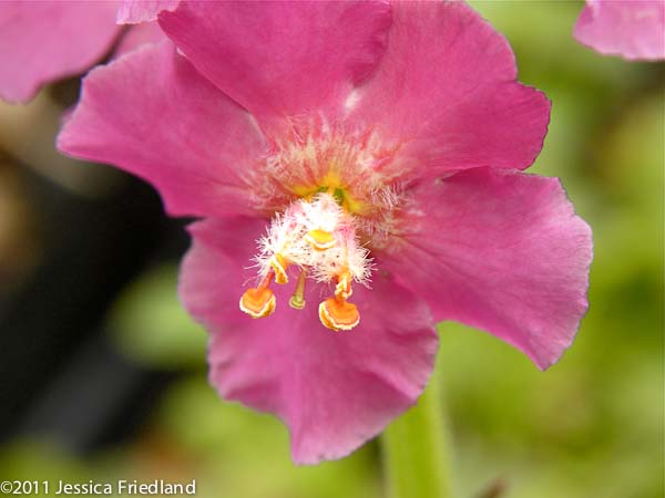<i>Verbascum phoeniceum</i> &lsquo;Rosetta&rsquo;