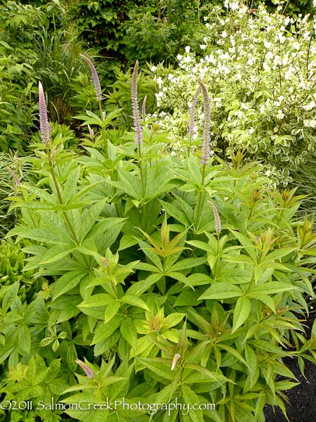 Veronicastrum virginicum &lsquo;Lavendelturm&rsquo;