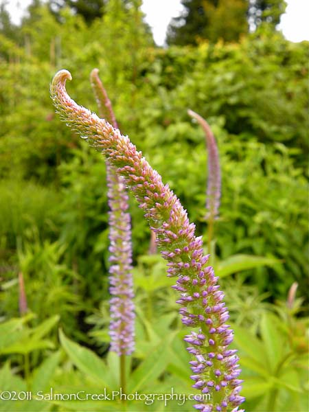 Veronicastrum virginicum &lsquo;Lavendelturm&rsquo;