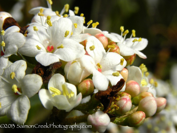Viburnum x burkwoodii &lsquo;Conoy&rsquo;
