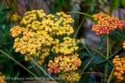 <em>Achillea</em>  &lsquo;Fireland&rsquo;