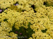 <i>Achillea</i> &lsquo;Hoffnung&rsquo;