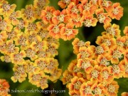 <i>Achillea</i> &lsquo;Inca Gold&rsquo;