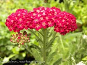 <i>Achillea millefolium</i> &lsquo;Red Velvet&rsquo;
