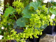 <i>Alchemilla mollis</i> &lsquo;Robusta&rsquo;