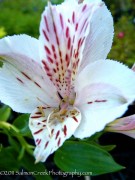 <i>Alstroemeria</i> &lsquo;Casablanca&rsquo;