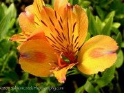 <i>Alstroemeria</i> &lsquo;Third Harmonic&rsquo;