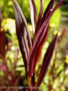 <i>Aster lateriflorus</i> &lsquo;Lady in Black&rsquo;