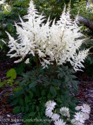 <i>Astilbe</i> &lsquo;Ellie&rsquo;