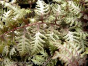 <i>Athyrium niponicum</i> &lsquo;var pictum&rsquo;