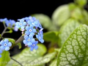 <i>Brunnera macrophylla</i> &lsquo;Jack Frost&rsquo;