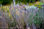 <i>Calluna vulgaris</i> &lsquo;Silver Knight&rsquo;