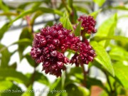<i>Cestrum</i> &lsquo;Newellii&rsquo;