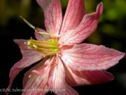 <i>Clematis montana</i> &lsquo;Broughton Star&rsquo;