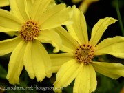 <i>Coreopsis</i> ‘Cr&eacute;me Brul&eacute;e’