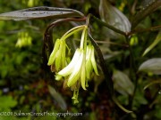<i>Disporum longistylum</i> &lsquo;Night Heron&rsquo;