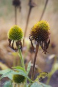 <i>Echinacea</i> ‘Harvest Moon&trade;’